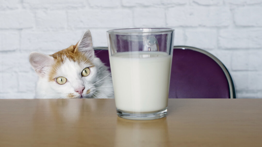 Cat milk shop for older cats